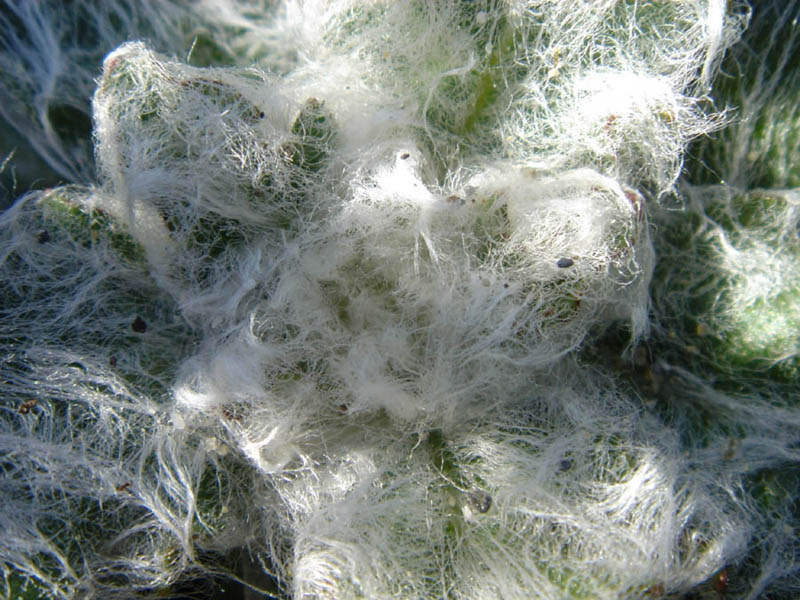 Hieracium eriophorum photo